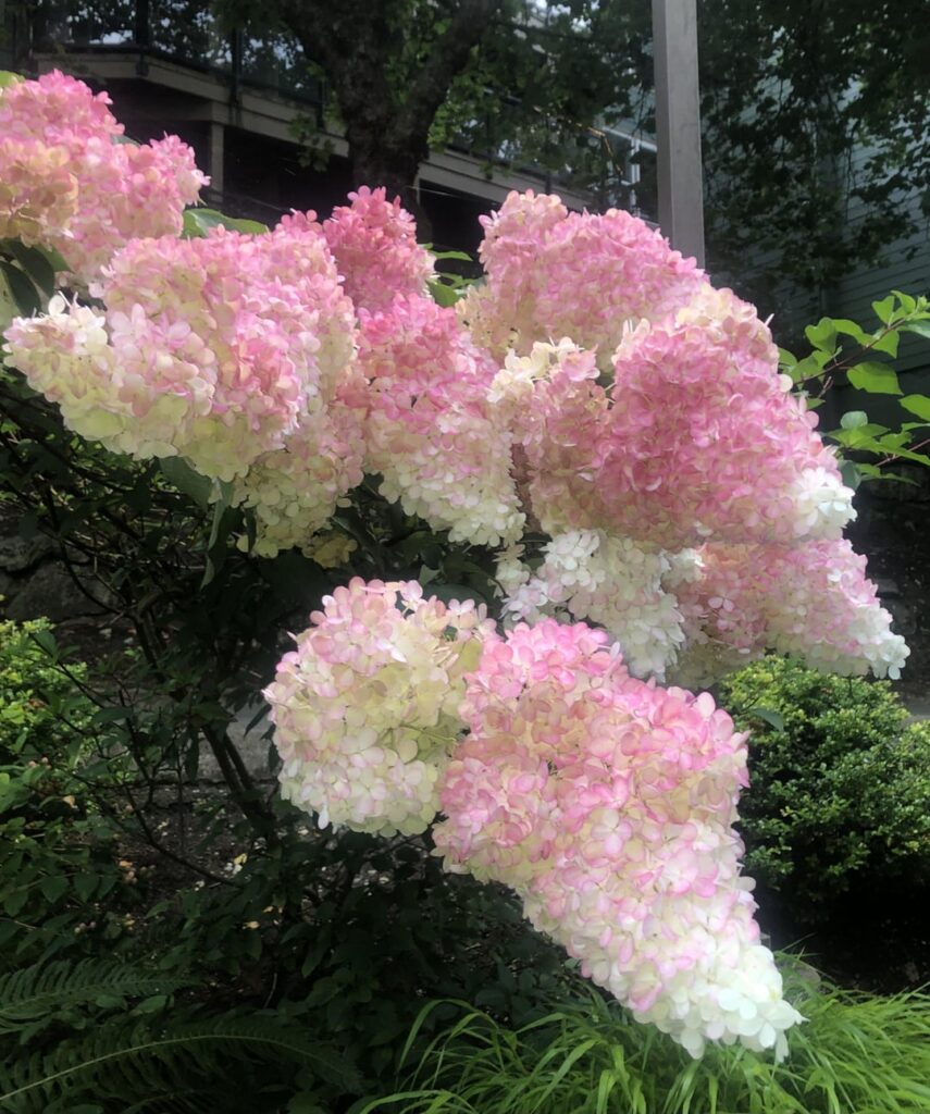 Snout-shaped blossoms?