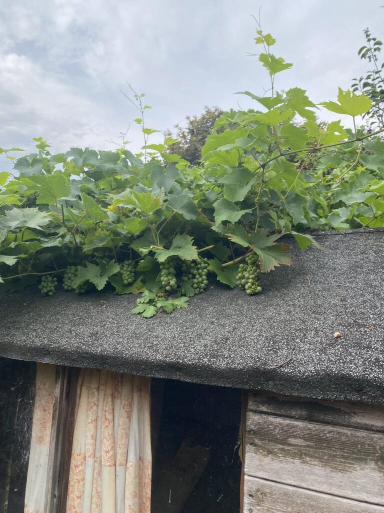 Are these grapes? Are these grapes?