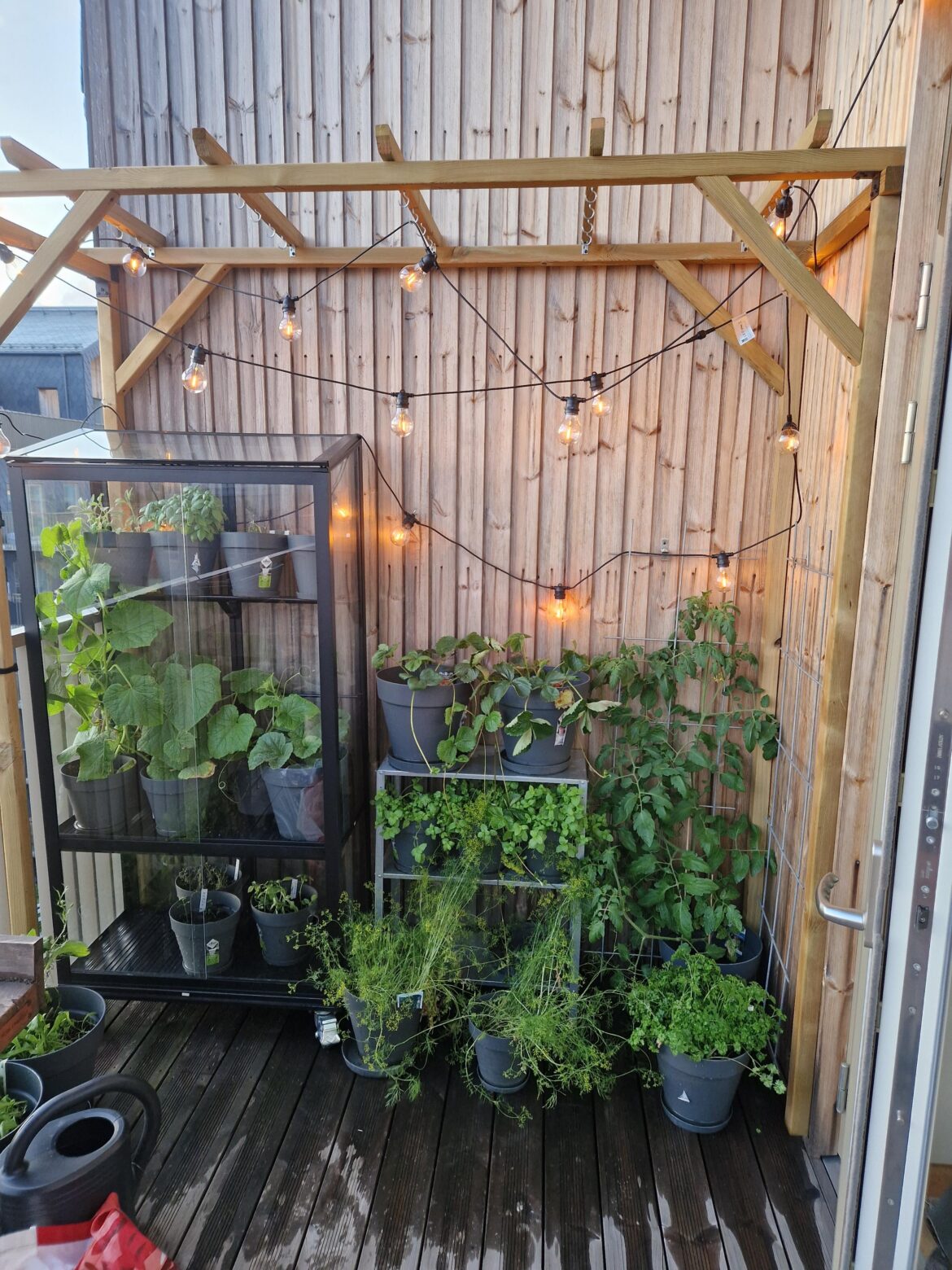 Balcony garden and DIY pergola