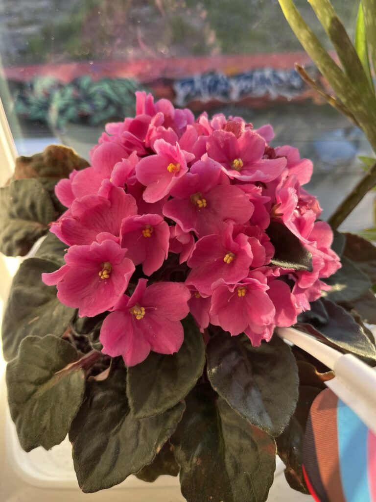 My girls in full bloom
