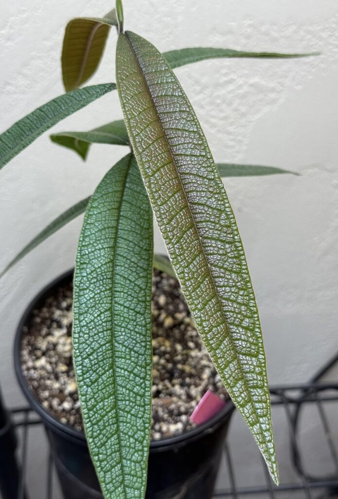 Don't tell the other plants but she's my favorite ❤️