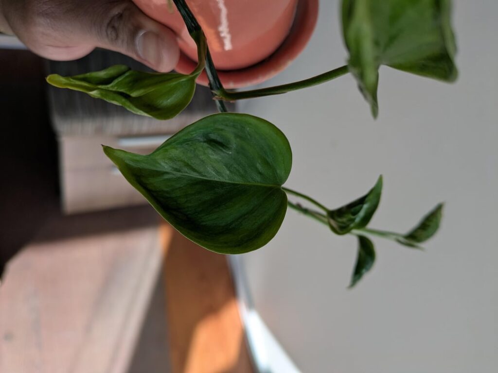 ID? I think it's some sort of pothos