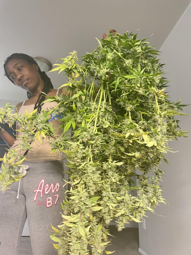 My first grow. Quick one auto from Royal Queen seeds