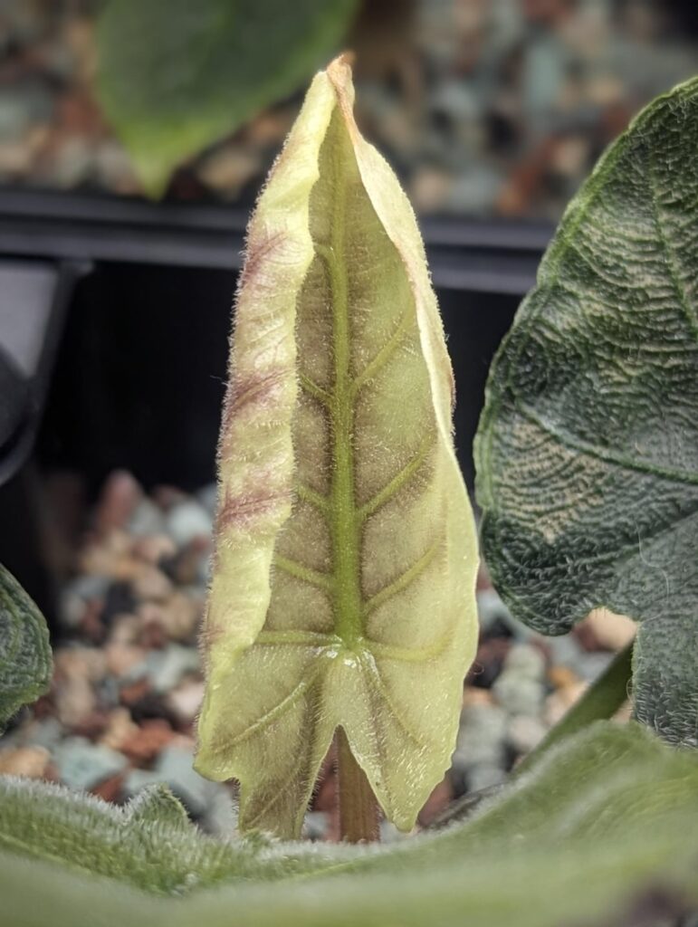 An update on random albo var Antoro Velvet