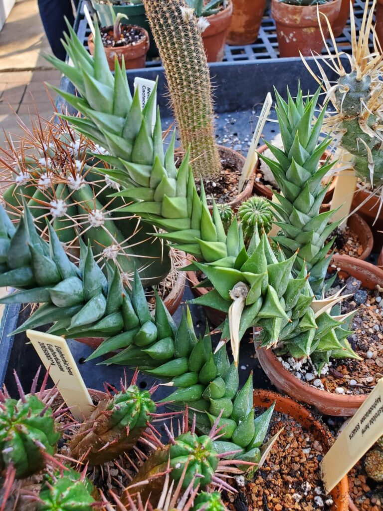 Astroloba herrei university specimen