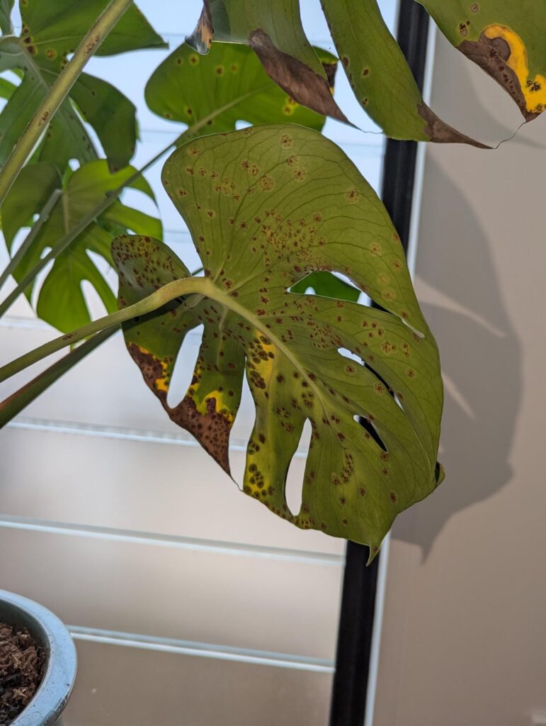 Brown powder / spots on underside of Monstera leaves Brown powder / spots on underside of Monstera leaves
