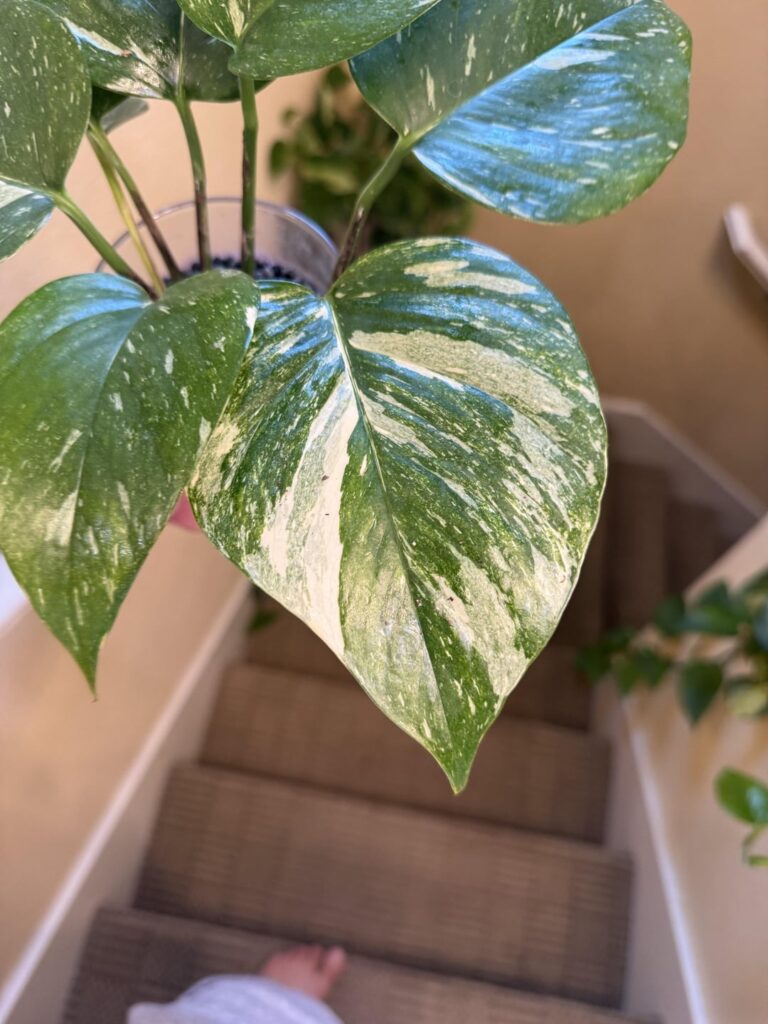 One of my favorite pothos varieties - Colorado Constellation