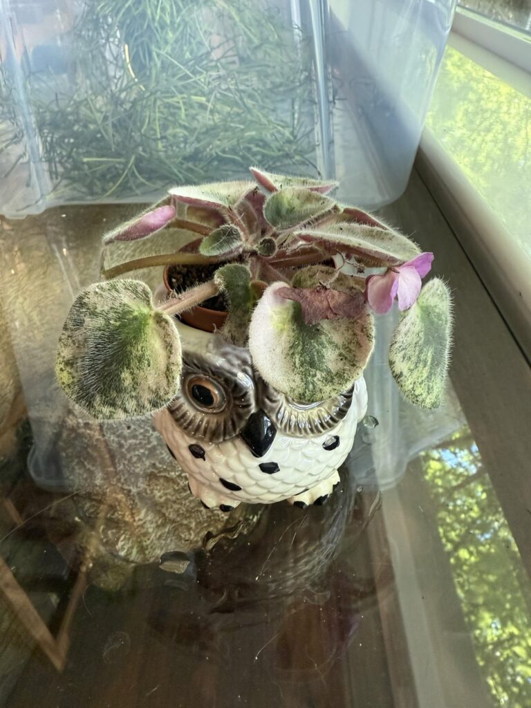 Would this pot work for this bebe?