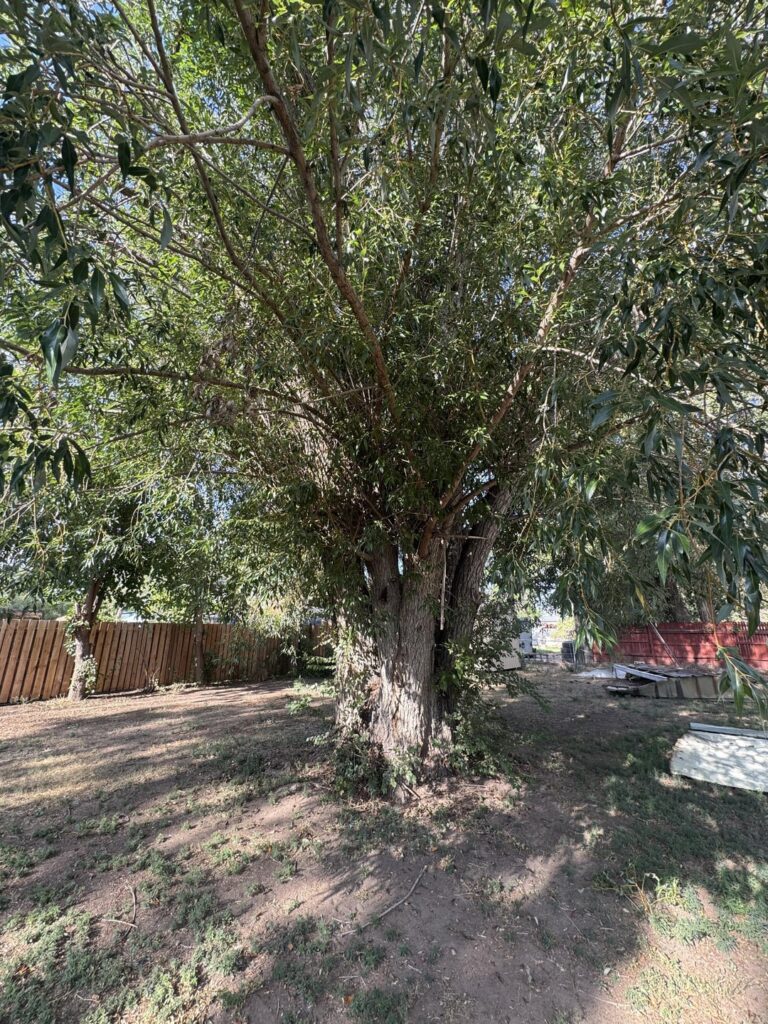 We just bought a house.What should we know about this tree? We just bought a house.What should we know about this tree?