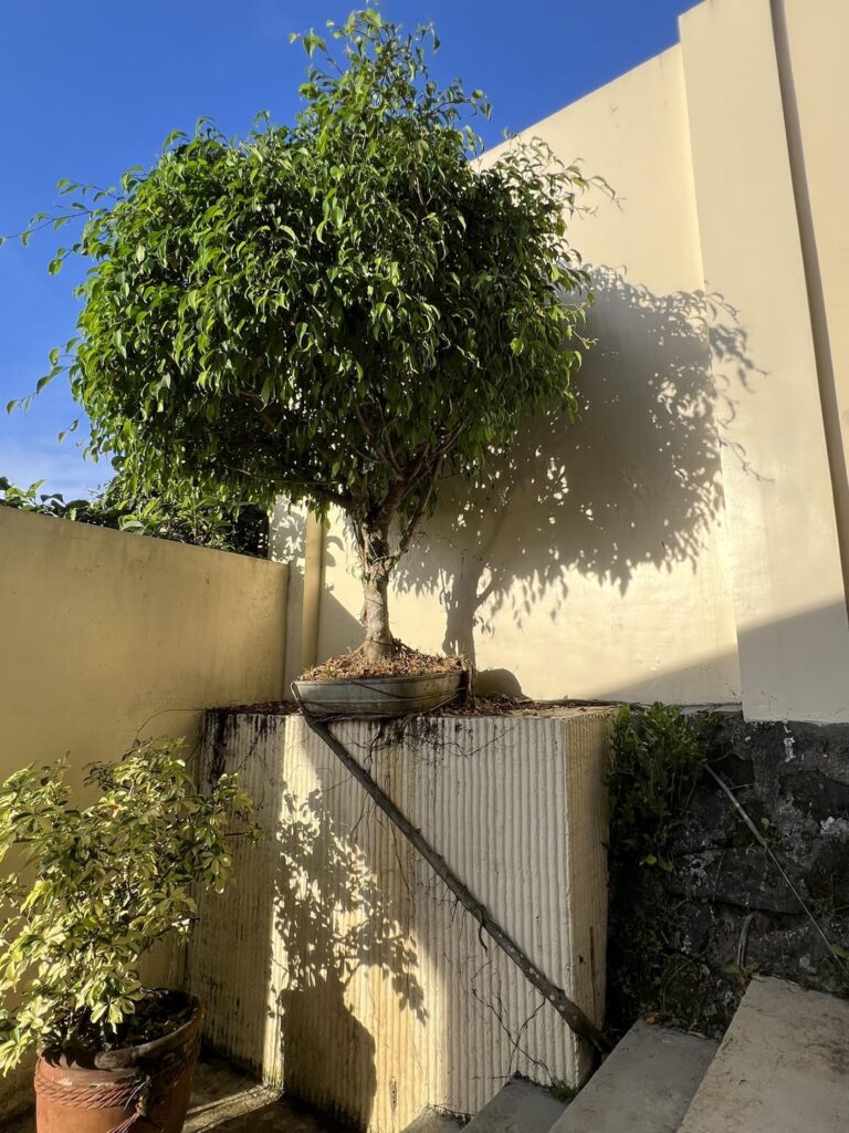 Amazing how nature finds a way