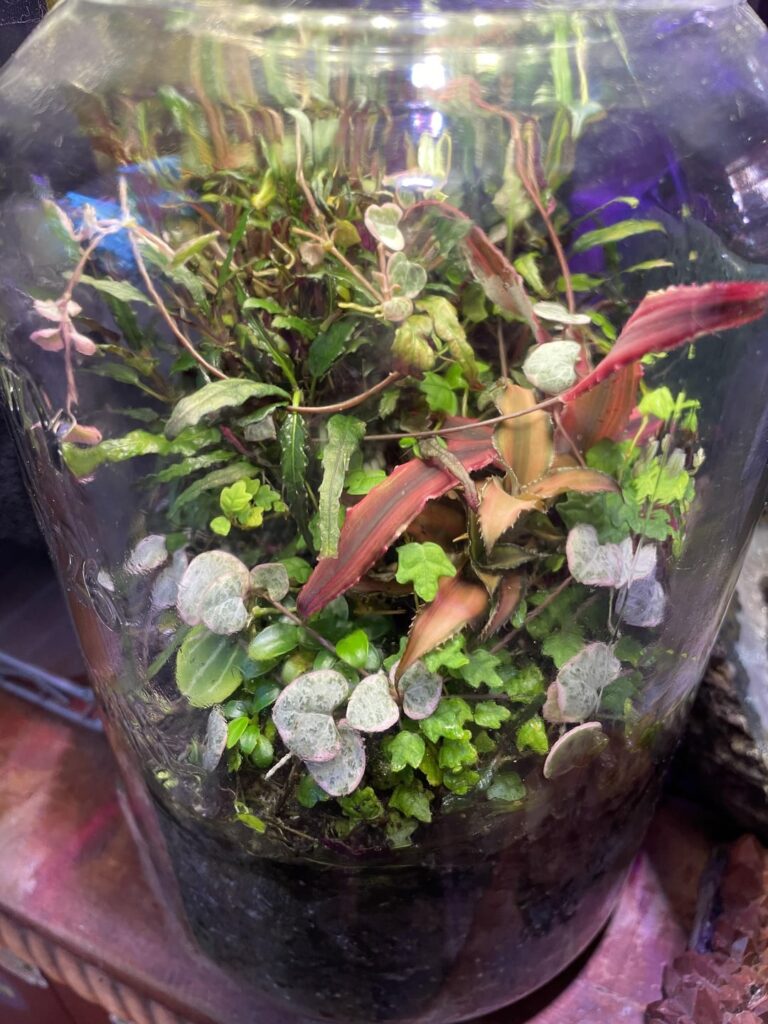Hearts and Frogs love the terrarium life
