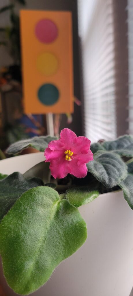 My pretty
