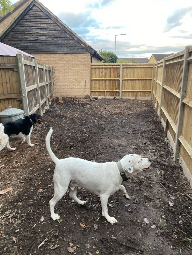 Garden transformation Garden transformation