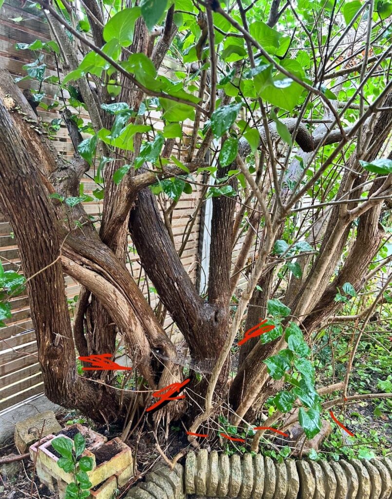 Help pruning this old unmaintained Lilac tree