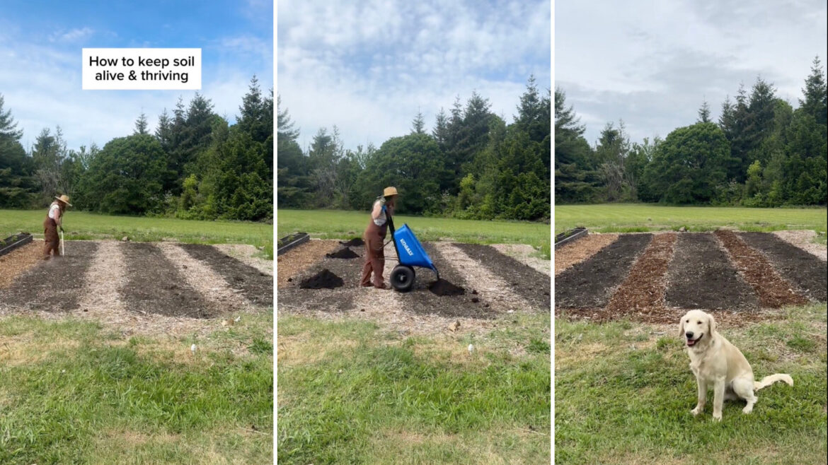 Gardener shares simple hack for nutrient-rich soil: ‘Just like nature does’ "Beautiful."