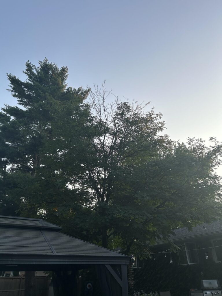Mountain “Ash” dying?