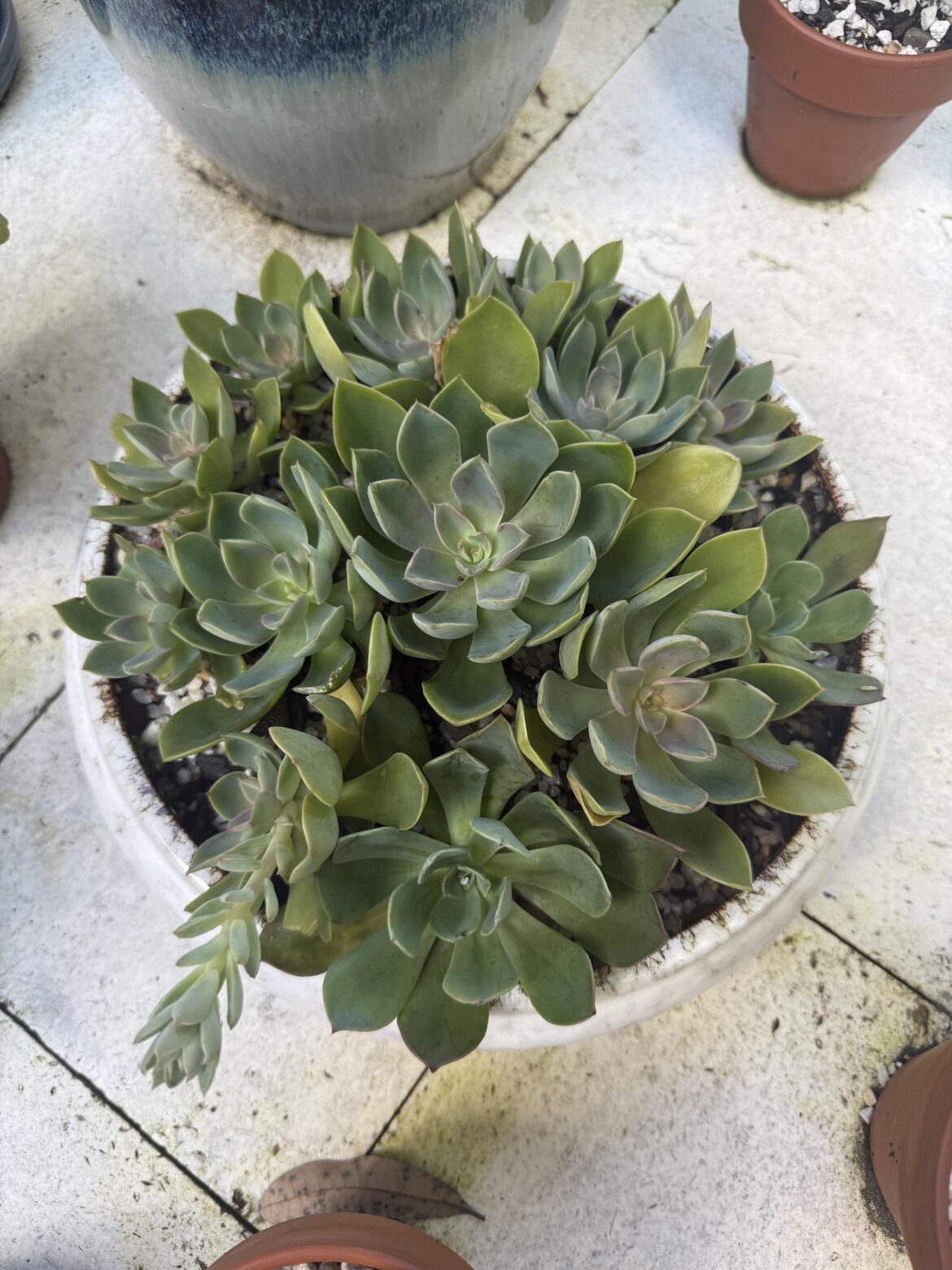 Started with 13 leaf props last Winter and now I have this! Proud Dad here…