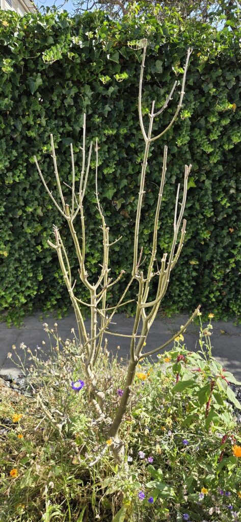 Is our olive tree saveable?