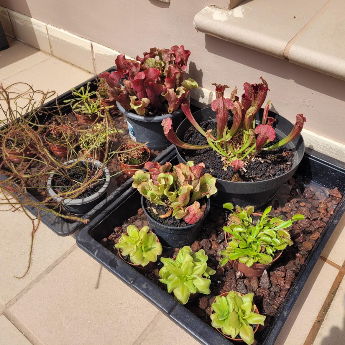 Finally i have some good space for my plants
