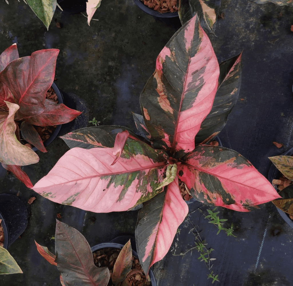 Anthurium hookeri hybrid !🍒