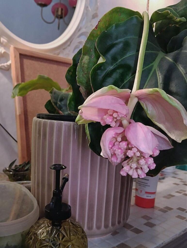 My Medinilla magnifica is blooming 🌸