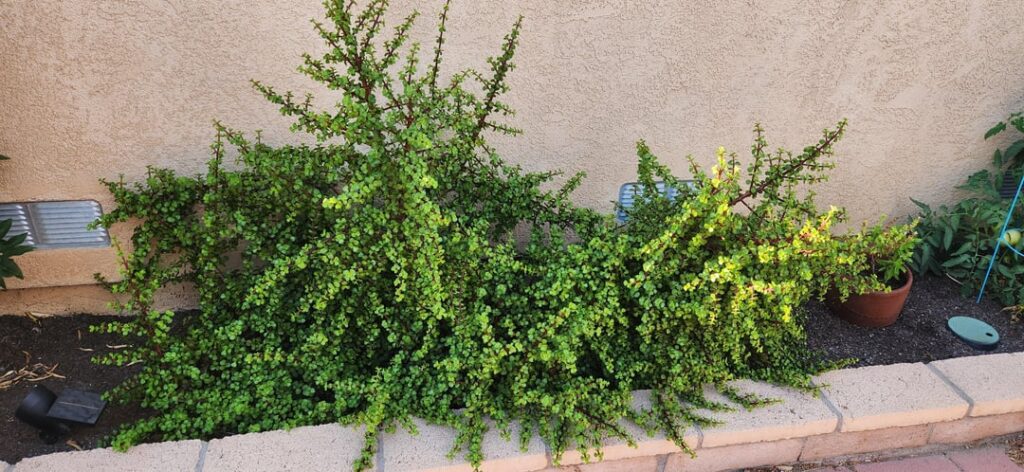 Huge Succulent growing in the side planter of my house