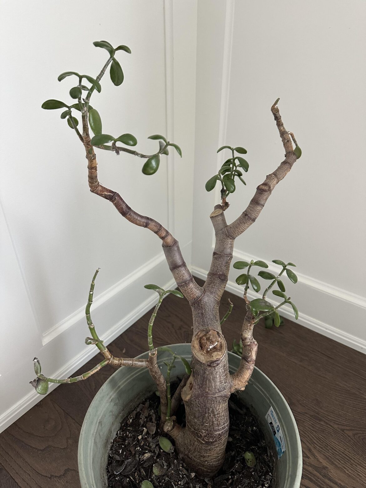 How can I save this jade plant?