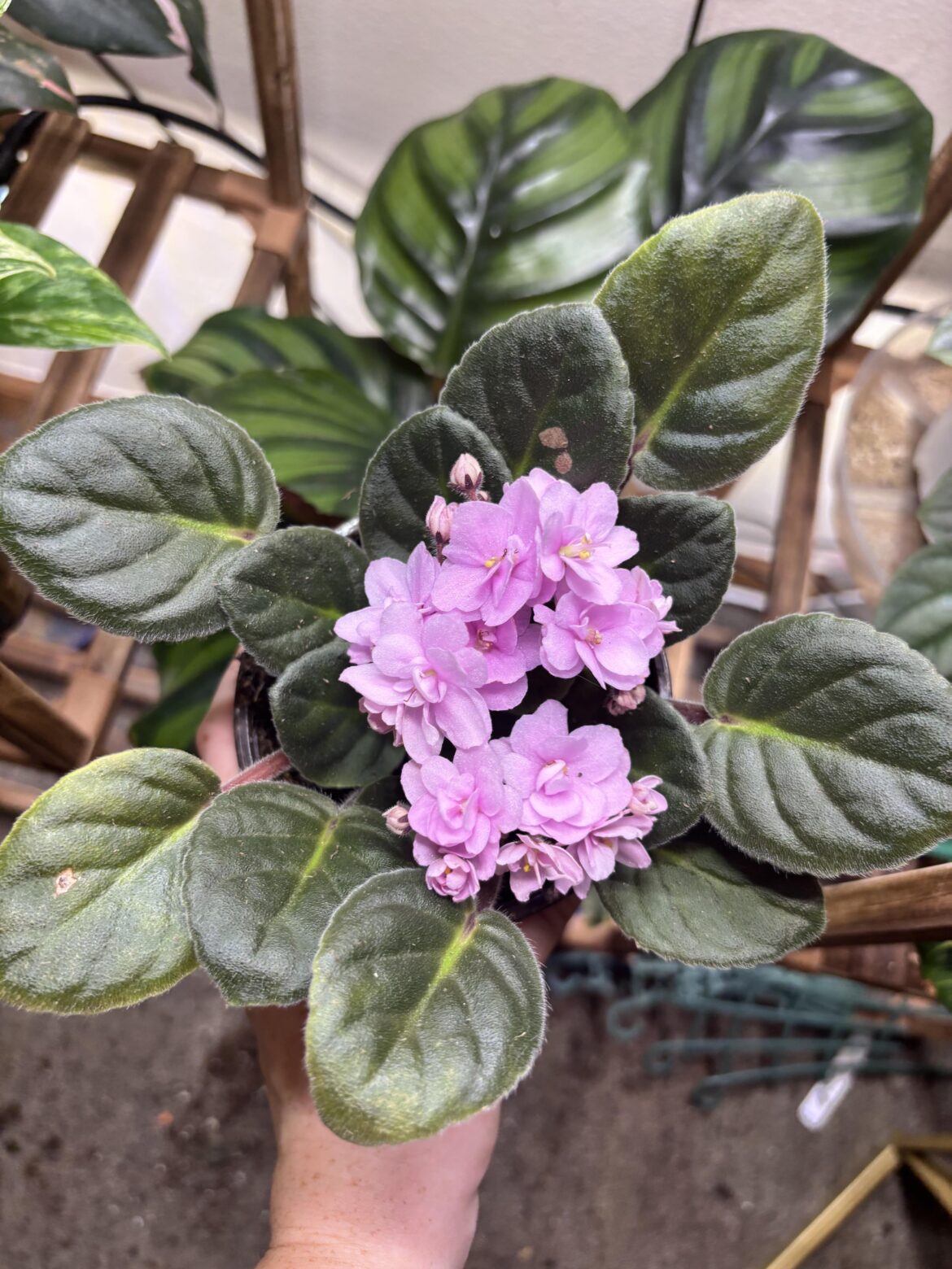 Behold! My first and newest plant!