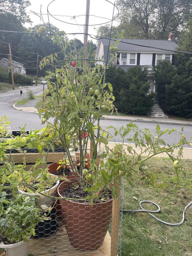 Are my tomato plants rescuable? Are my tomato plants rescuable?