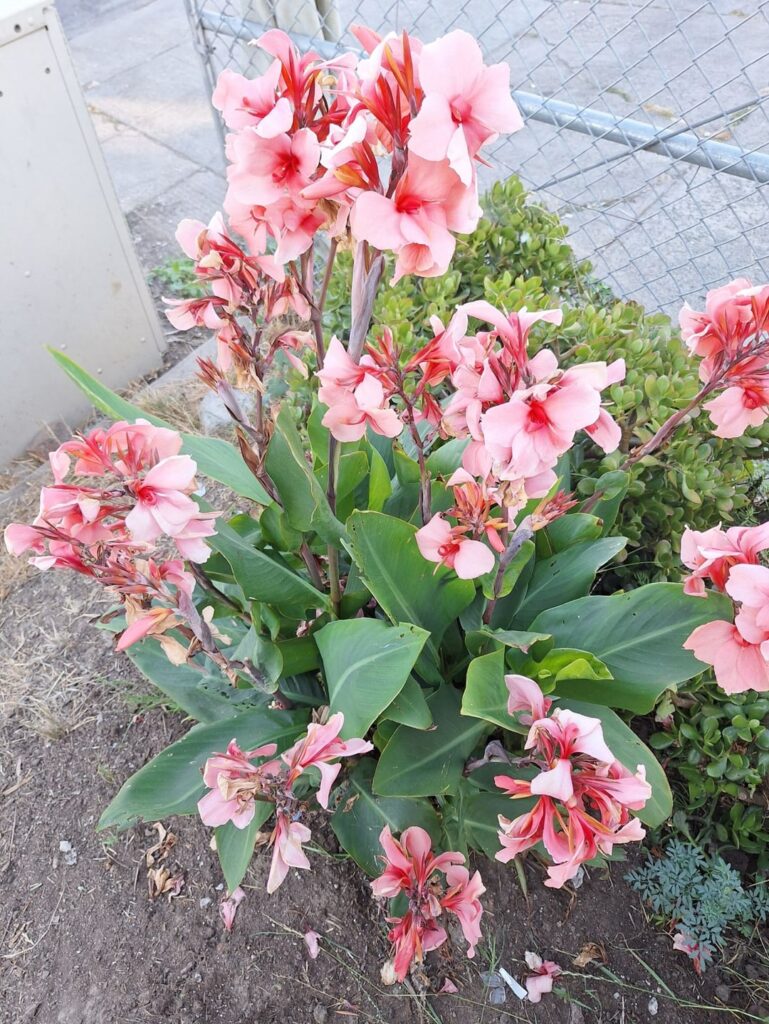 Please help me save my late grandmother’s orchids! Please help me save my late grandmother's orchids!