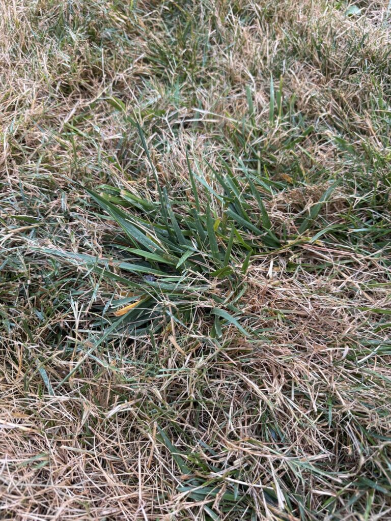 What is this grass growing in my lawn?