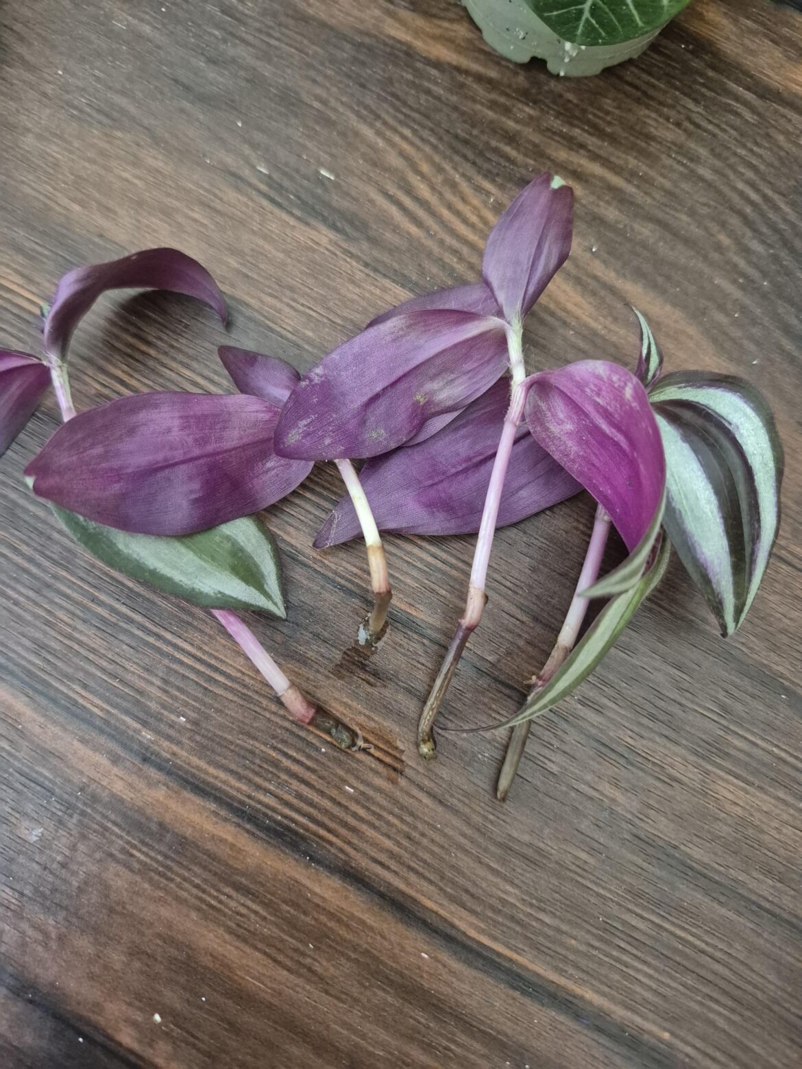 Why are my cuttings rotting all the time Why are my cuttings rotting all the time