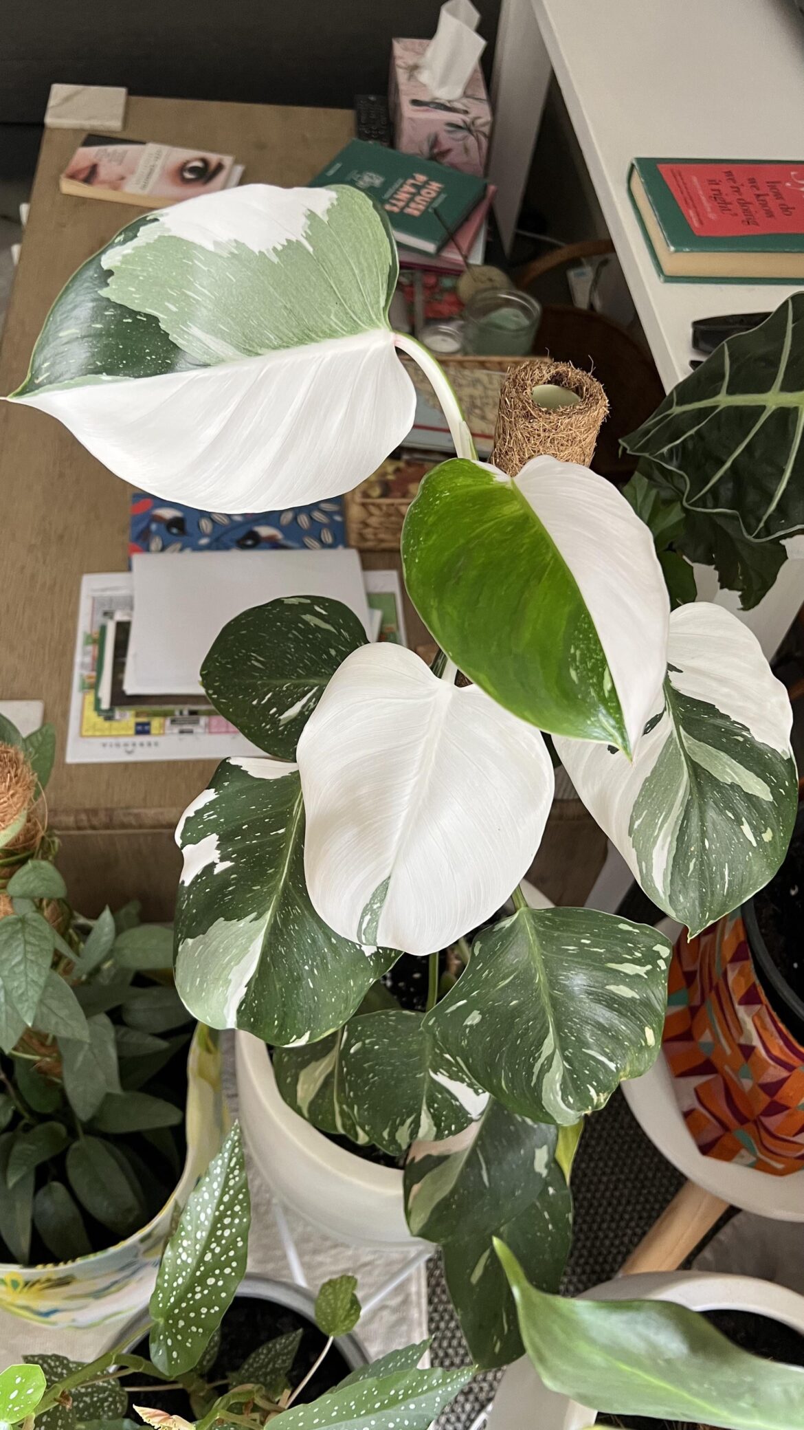 Newest leaf is also a half moon 💚
