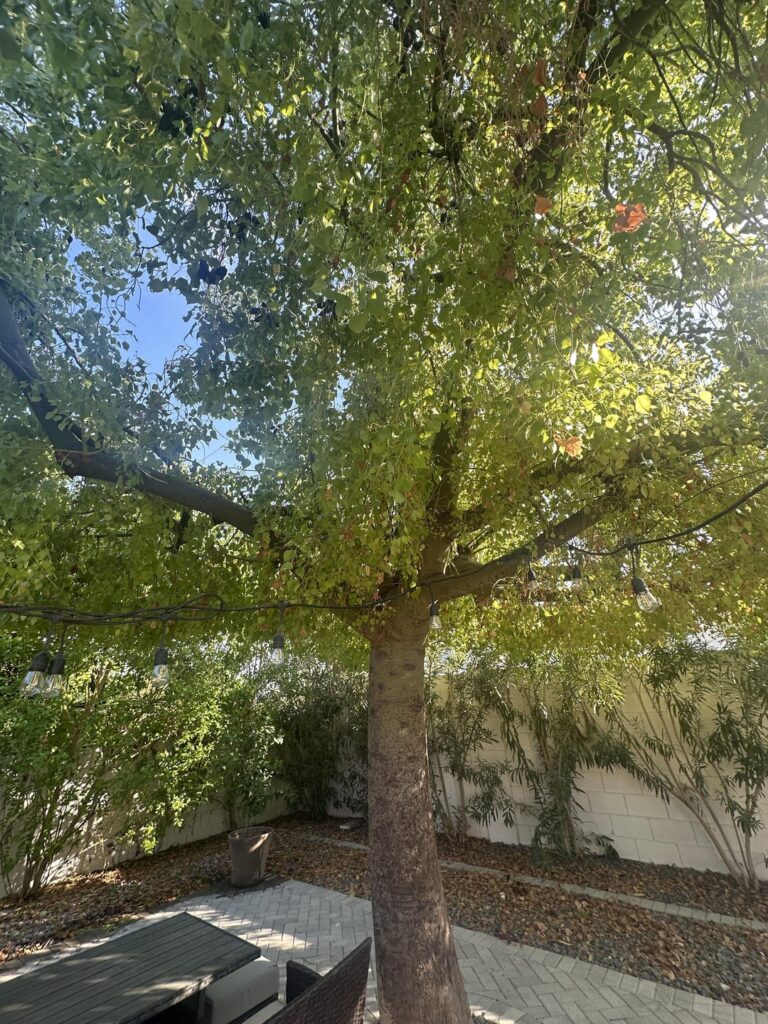 What kind of tree is this? What kind of tree is this?