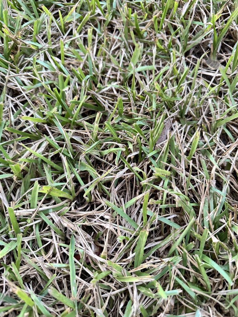 Will this recover? Will this recover?