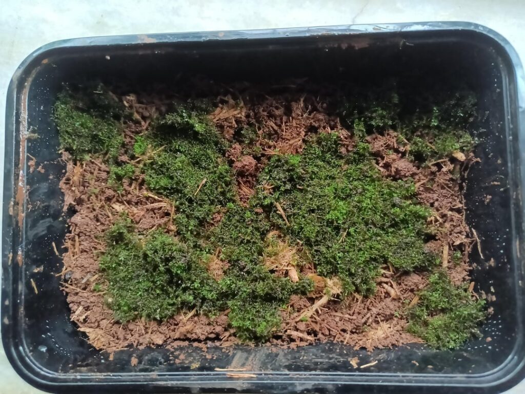 Would you help me identify these two mosses?