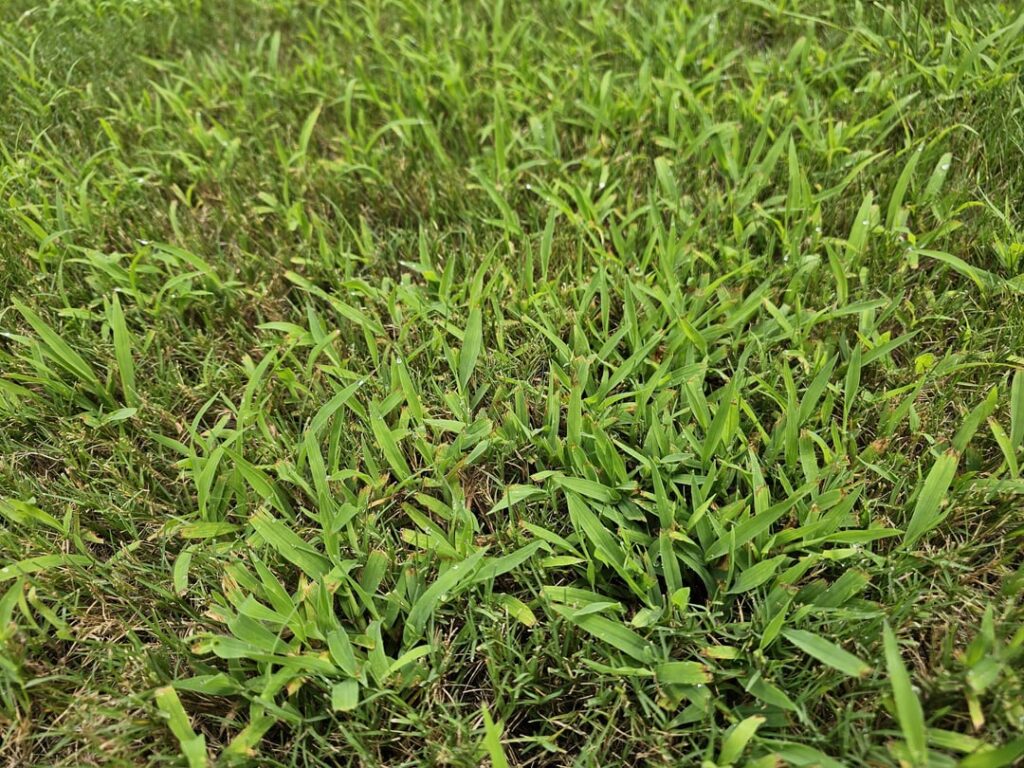 How do I get rid of this crab grass crap taking over my lawn?