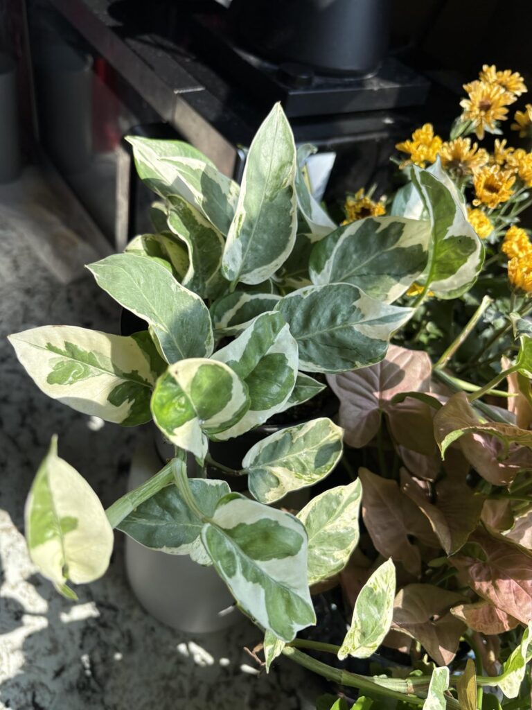 N'Joy or Pearls and Jade?