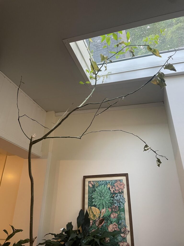 Help! Can I save this citrus tree we inherited? Help! Can I save this citrus tree we inherited?