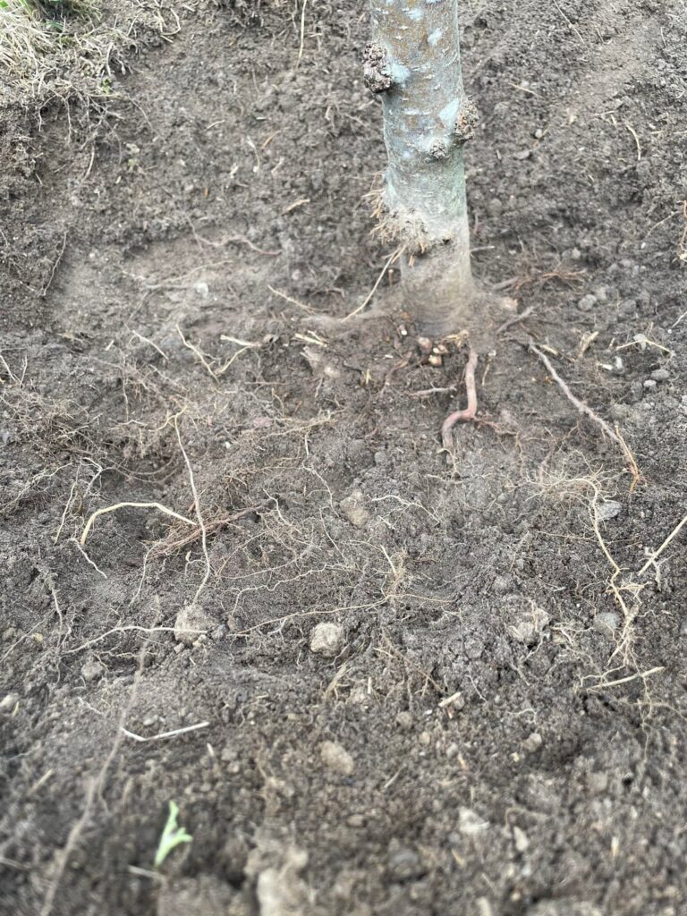 Tree planted WAY too deep. How do I fixit?