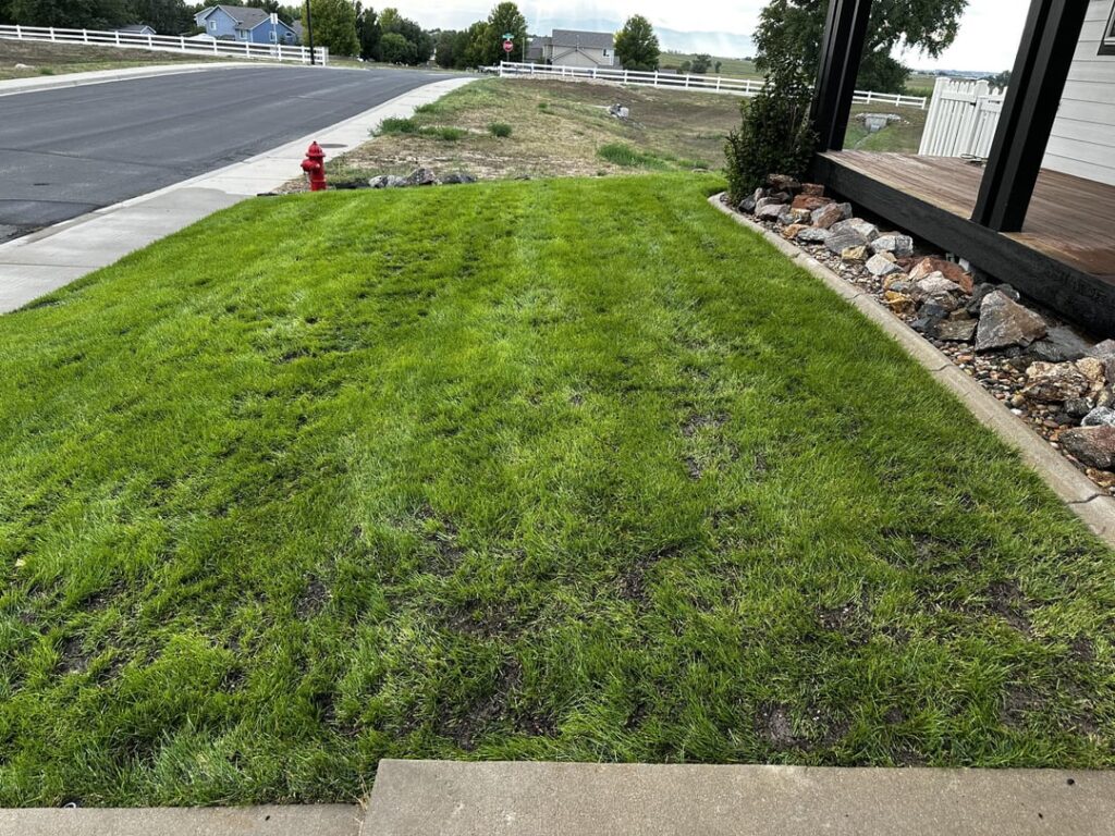 Did I ruin my lawn by leveling? Did I ruin my lawn by leveling?