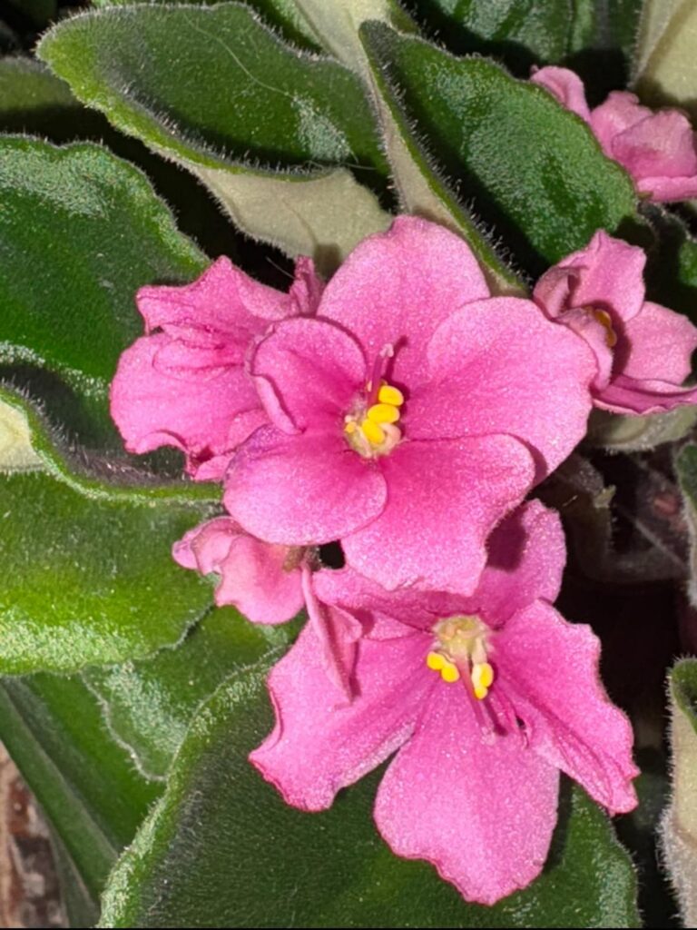 finally got some flowers!