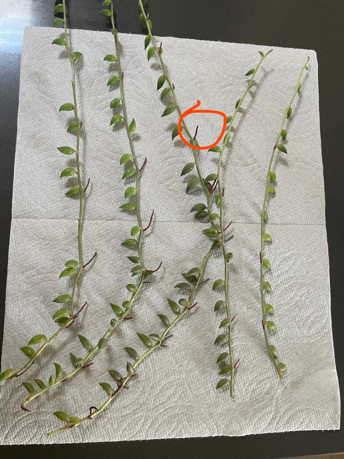 String of Tears?
