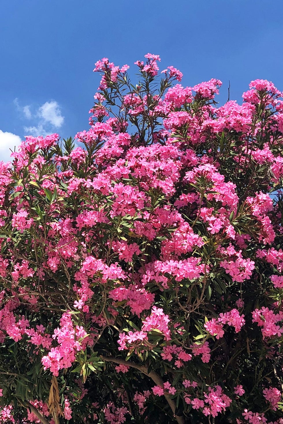 oleander flowers