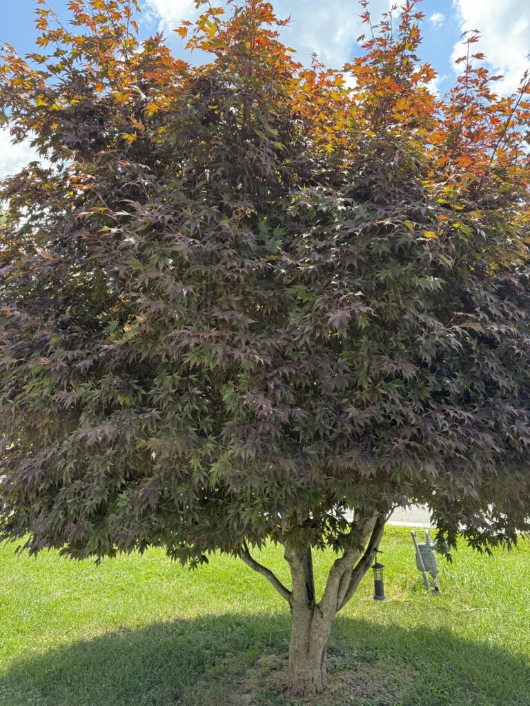 Japanese maple