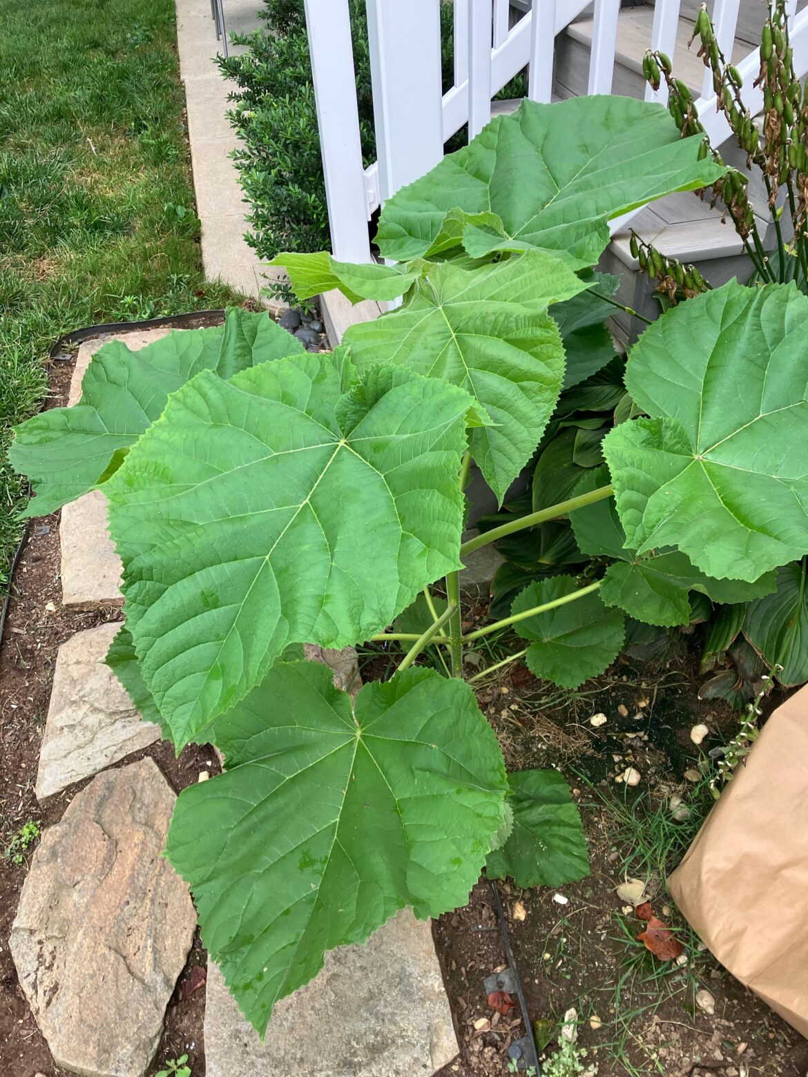 Mystery Plant