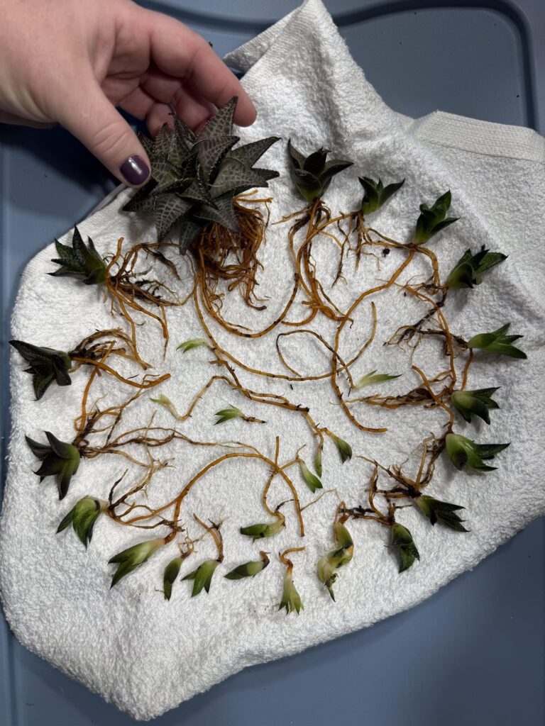 Update to Root-Bound Update to Root-Bound