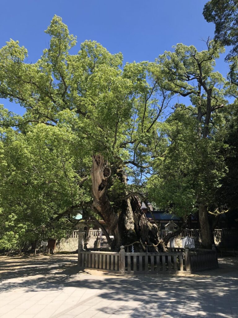 How long do you give this tree?