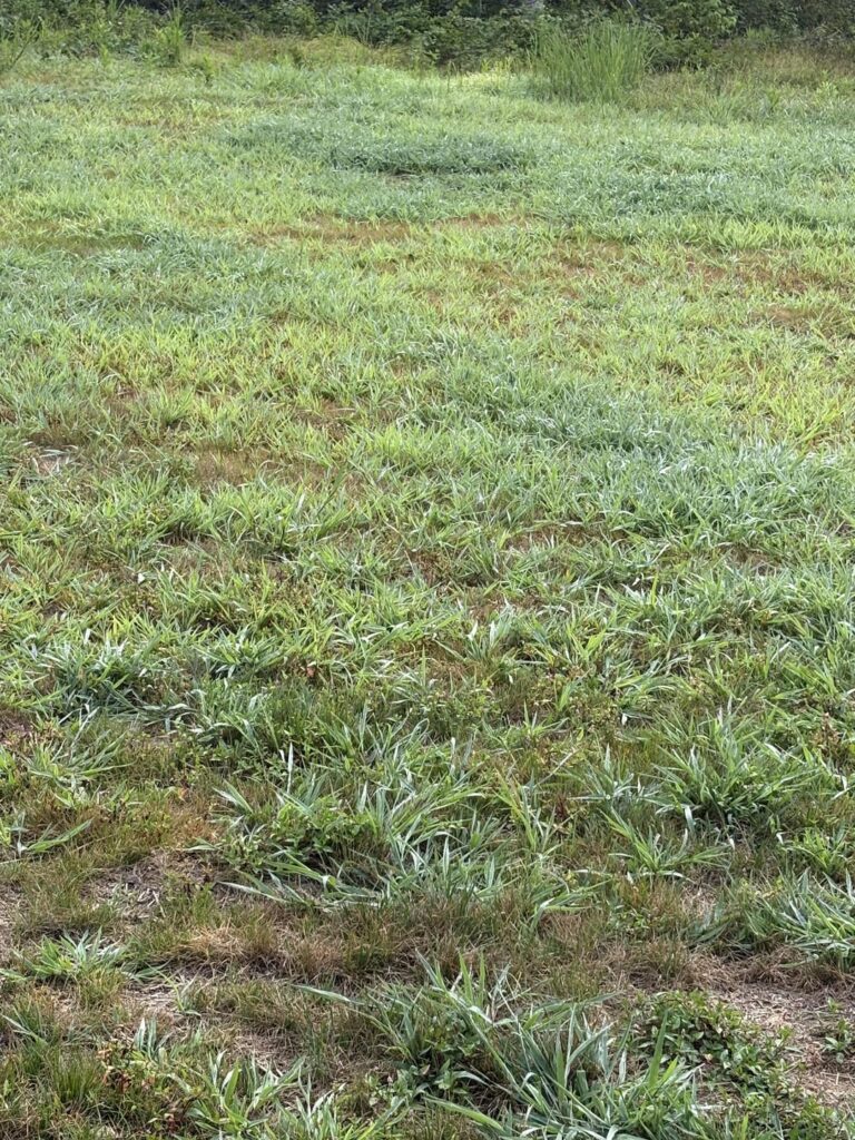 Is it worth it to trying to kill weeds in fall before overseeding?