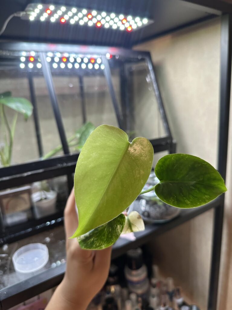 I think my white monster is confused